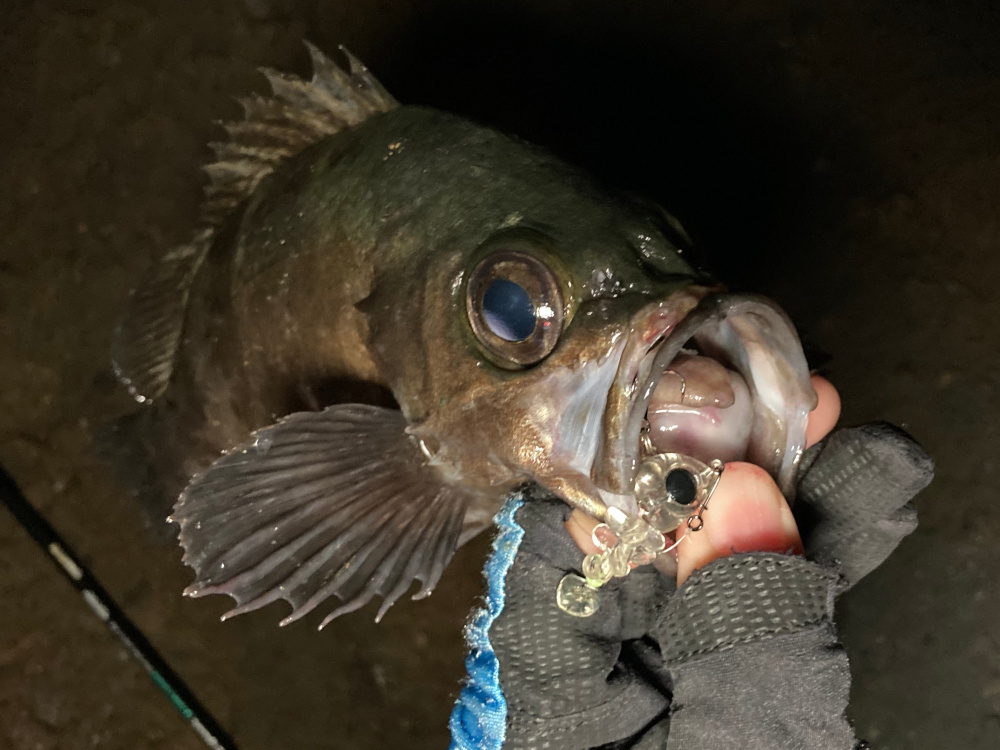 魚骨釣果